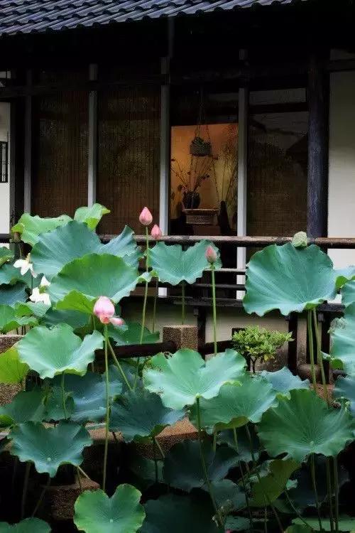 這樣的院子，只有中國(guó)人駕馭得了它！