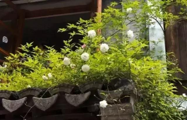 這樣的院子，只有中國(guó)人駕馭得了它！